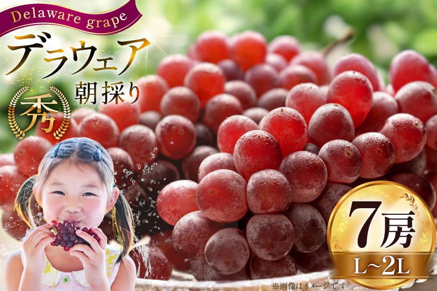 【期間限定発送】 先行予約 ぶどう 朝採り デラウェア 秀 L～2L 7房 約 1kg [Ｈinataぶどう園 山形県 高畠町 tk06ayt190008] 種なし ブドウ 葡萄 くだもの 果物 フルーツ 産地直送 農家直送 果実 デザート 甘い 期間限定 数量限定 小粒 冷蔵