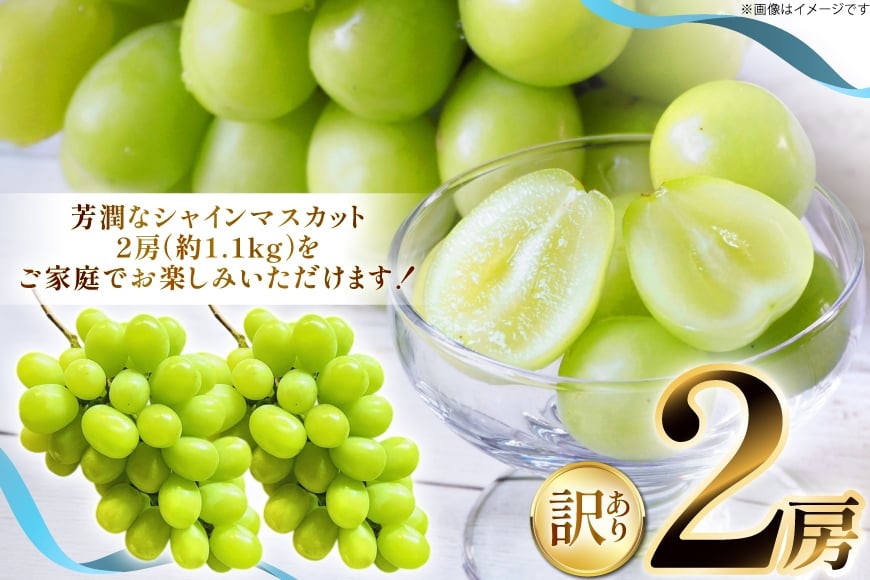 【期間限定発送】 シャインマスカット 訳あり 2房 1.1kg [もん前の里 山形県 高畠町 tk06ays960000] フルーツ 果物 くだもの ぶどう ブドウ 葡萄 1.1キロ 甘い