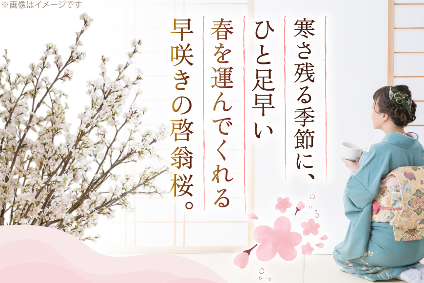 【期間限定発送】 桜 啓翁桜 10本 [長澤農園 山形県 高畠町 tk06bis330003] さくら SAKURA 春 早咲き