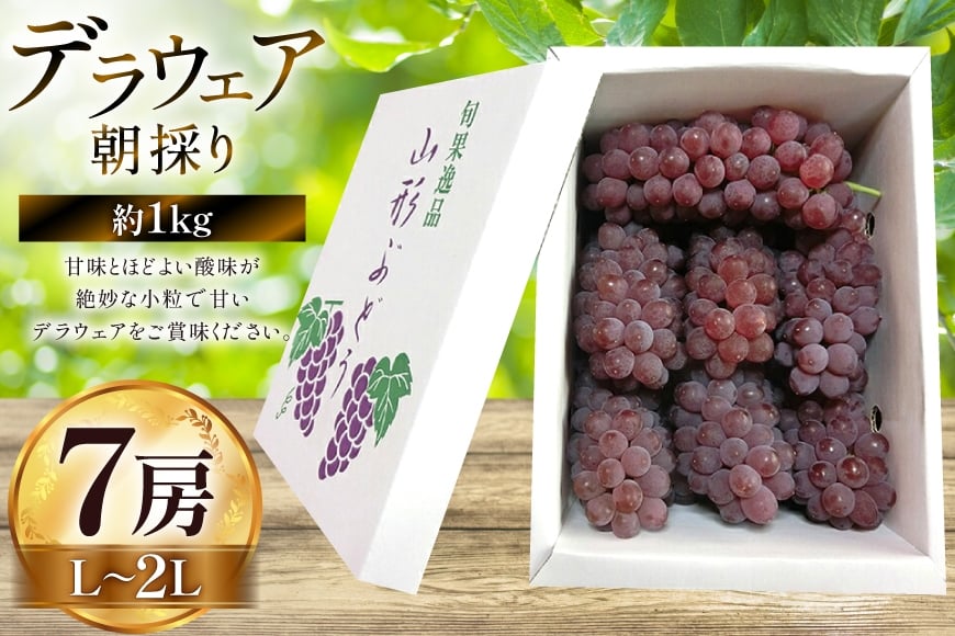 【期間限定発送】 ぶどう 朝採り デラウェア 秀 L～2L 7房 約 1kg [Ｈinataぶどう園 山形県 高畠町 tk06ayt190008] 種なし ブドウ 葡萄 くだもの 果物 フルーツ 産地直送 農家直送 果実 デザート 甘い 期間限定 数量限定 小粒 冷蔵