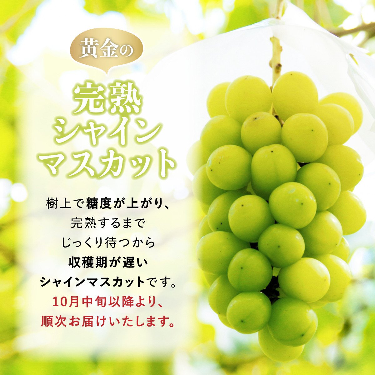 【期間限定発送】 シャインマスカット Aランク 4～6房 3.2kg [田制農園 山形県 高畠町 tk06ayt230003] ぶどう ブドウ 葡萄 マスカット フルーツ 果物 くだもの 産地直送 農家直送