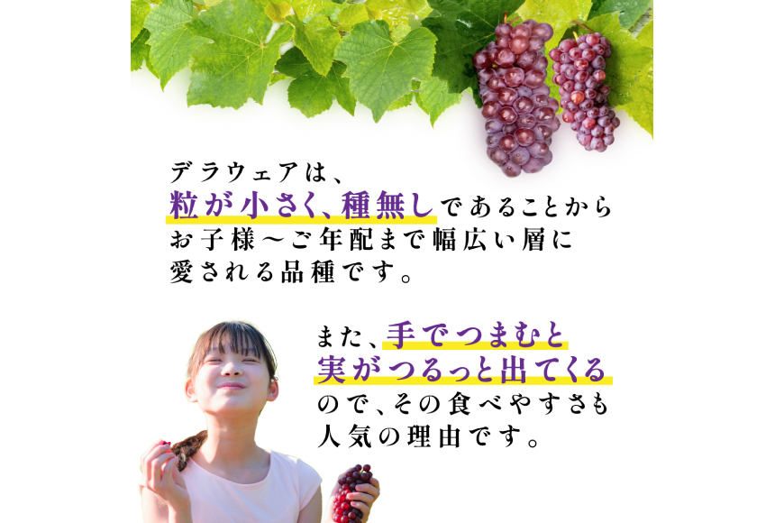【期間限定発送】 デラウェア 秀品 5〜8房 約 1kg [治右衛門果樹園 山形県 高畠町 tk06ays830010] ぶどう 種無し ブドウ 葡萄 くだもの 果物 フルーツ 産地直送 農家直送 期間限定 甘い