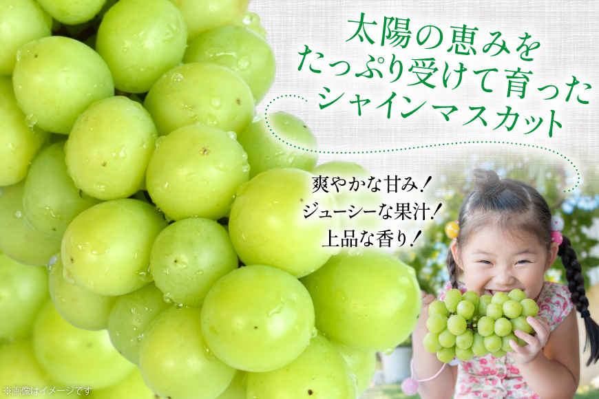 【期間限定発送】 家庭用 訳あり シャインマスカット 2〜3房 約1.2kg [いわた果樹園 山形県 高畠町 tk06ayt400007] ぶどう ブドウ 葡萄 フルーツ 果物 くだもの 甘い シャイン マスカット