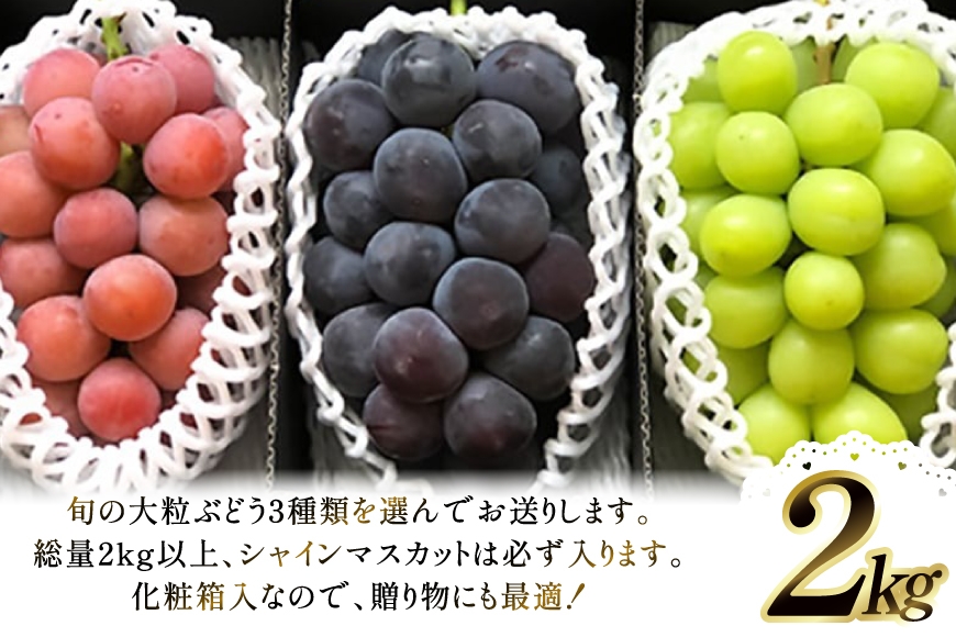【期間限定発送】 ぶどう 3種詰合せ 約2kg [大野農園 山形県 高畠町 tk06ayt050004] 化粧箱 ぶどう ブドウ 葡萄 大粒 果物 くだもの フルーツ