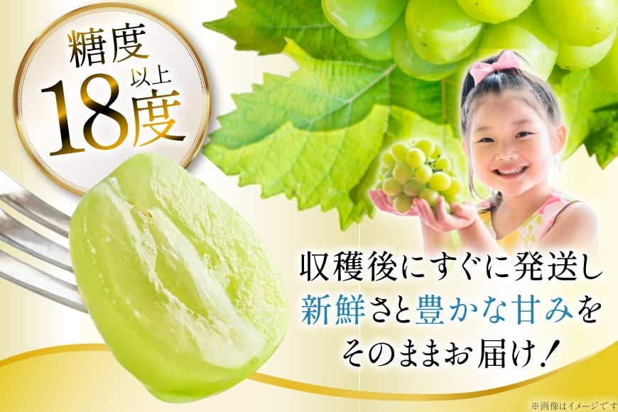 【期間限定発送】 シャインマスカット 訳あり 2〜3房 1.2kg [Yamagenフルーツガーデンレコルト 山形県 高畠町 tk06ayt380003] ご家庭用 ぶどう ブドウ 葡萄 フルーツ 果物 くだもの 1.2キロ 甘い