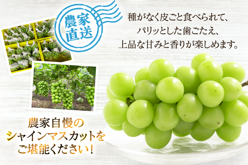 【期間限定発送】 シャインマスカット 2〜3房 約1.5kg [治右衛門果樹園 山形県 高畠町 tk06ays830000] 箱詰め フルーツ 果物 くだもの ぶどう ブドウ 葡萄 1.5キロ 甘い