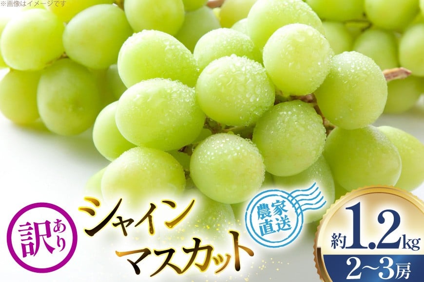 【2026年発送】 シャインマスカット 訳あり 2〜3房 約1.2kg [治右衛門果樹園 山形県 高畠町 tk06ays830003] 箱詰め フルーツ 果物 くだもの ぶどう ブドウ 葡萄 1.2キロ 甘い