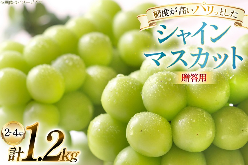【期間限定発送】 シャインマスカット 贈答用 2〜4房 1.2kg [田制農園 山形県 高畠町 tk06ayt230002] ぶどう ブドウ 葡萄 マスカット フルーツ 果物 くだもの 産地直送 農家直送