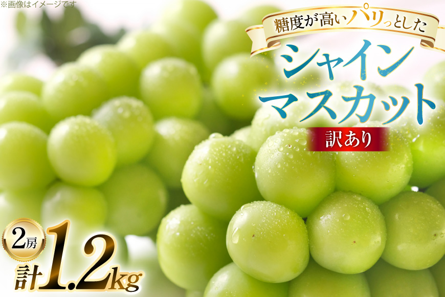 【期間限定発送】 訳あり シャインマスカット 2房 1.2kg [田制農園 山形県 高畠町 tk06ayt230011] ぶどう ブドウ 葡萄 マスカット フルーツ 果物 くだもの 産地直送 農家直送