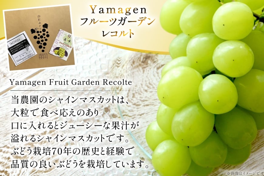 【期間限定発送】 シャインマスカット 訳あり 2〜3房 1.2kg [Yamagenフルーツガーデンレコルト 山形県 高畠町 tk06ayt380003] ご家庭用 ぶどう ブドウ 葡萄 フルーツ 果物 くだもの 1.2キロ 甘い