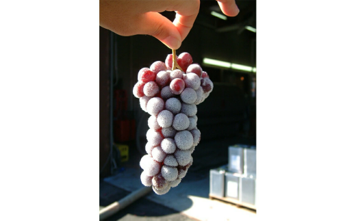 ワイン 高畠 デラウェア 氷結しぼり 極甘口 500ml 1本 [高畠ワイナリー 山形県 高畠町 tk06ays730011] 高畠ワイナリー 飲み比べ ワインセット 甘口 酒