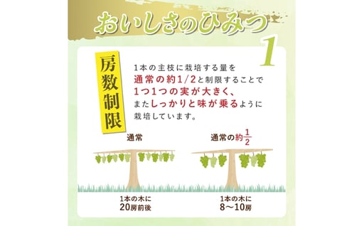 【期間限定発送】 シャインマスカット Aランク 6〜9房 4.8kg [田制農園 山形県 高畠町 tk06ayt230004] ぶどう ブドウ 葡萄 マスカット フルーツ 果物 くだもの 産地直送 農家直送