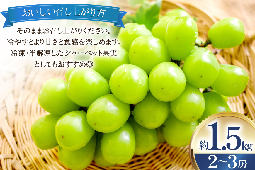 【期間限定発送】 シャインマスカット 2〜3房 約1.5kg [治右衛門果樹園 山形県 高畠町 tk06ays830000] 箱詰め フルーツ 果物 くだもの ぶどう ブドウ 葡萄 1.5キロ 甘い