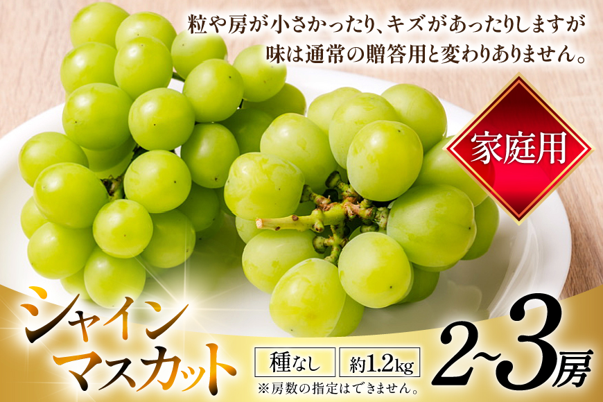 【期間限定発送】 家庭用 訳あり シャインマスカット 2〜3房 約1.2kg [いわた果樹園 山形県 高畠町 tk06ayt400007] ぶどう ブドウ 葡萄 フルーツ 果物 くだもの 甘い シャイン マスカット