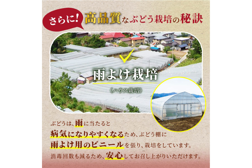 【期間限定発送】 家庭用 訳あり シャインマスカット 2〜3房 約1.2kg [いわた果樹園 山形県 高畠町 tk06ayt400007] ぶどう ブドウ 葡萄 フルーツ 果物 くだもの 甘い シャイン マスカット