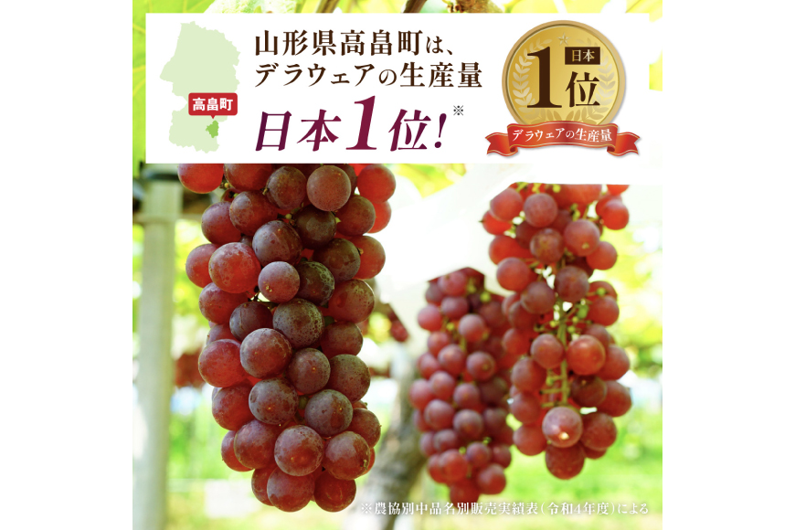 【期間限定発送】 デラウェア 秀品 5〜8房 約 1kg [治右衛門果樹園 山形県 高畠町 tk06ays830010] ぶどう 種無し ブドウ 葡萄 くだもの 果物 フルーツ 産地直送 農家直送 期間限定 甘い