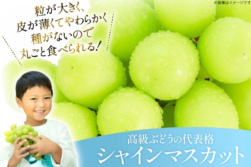【期間限定発送】 シャインマスカット 約 2.8kg [もん前の里 山形県 高畠町 tk06ays960005] フルーツ 果物 くだもの ぶどう ブドウ 葡萄 2.8キロ 甘い