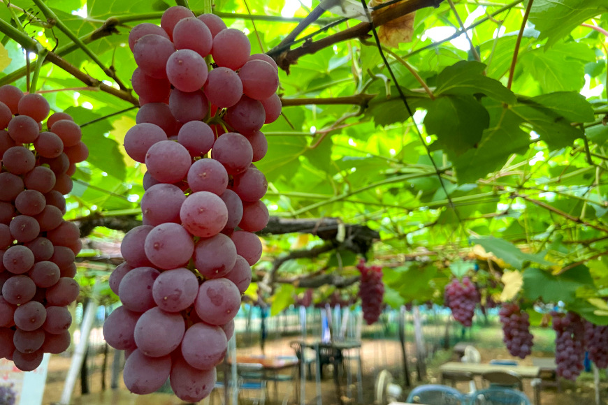 100% ぶどう ジュース 1L 6本 セット [まほろばかじゅ園 山形県 高畠町 tk06bim610000] 葡萄 ブドウ 飲み物 飲料 農家直送 産地直送 デラウェア 果汁 果実 果物 くだもの フルーツ