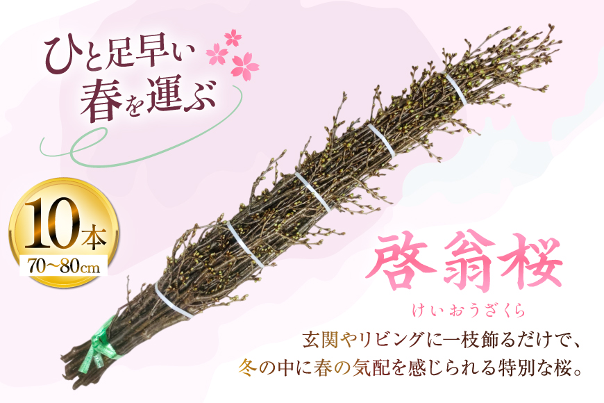 【期間限定発送】 桜 啓翁桜 10本 [長澤農園 山形県 高畠町 tk06bis330003] さくら SAKURA 春 早咲き