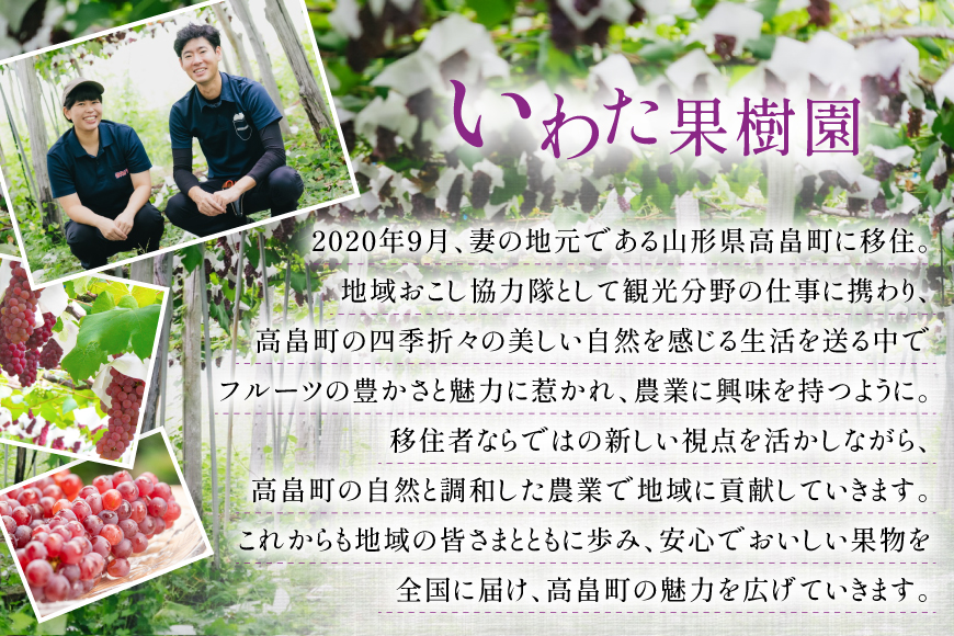 【期間限定発送】 家庭用 訳あり デラウェア 8〜12房 約1kg [いわた果樹園 山形県 高畠町 tk06ayt400006] ぶどう 種無し ブドウ 葡萄 くだもの 果物 フルーツ 産地直送 農家直送 期間限定
