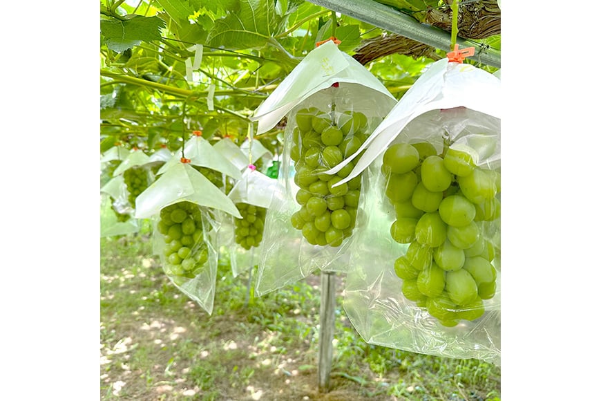 【期間限定発送】 シャインマスカット 訳あり 粒 900g [Yamagenフルーツガーデンレコルト 山形県 高畠町 tk06ayt380001] ご家庭用 ぶどう ブドウ 葡萄 フルーツ 果物 くだもの 甘い