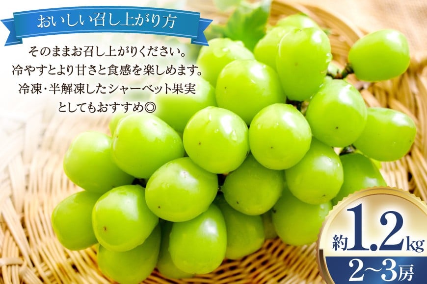 【2026年発送】 シャインマスカット 訳あり 2〜3房 約1.2kg [治右衛門果樹園 山形県 高畠町 tk06ays830003] 箱詰め フルーツ 果物 くだもの ぶどう ブドウ 葡萄 1.2キロ 甘い