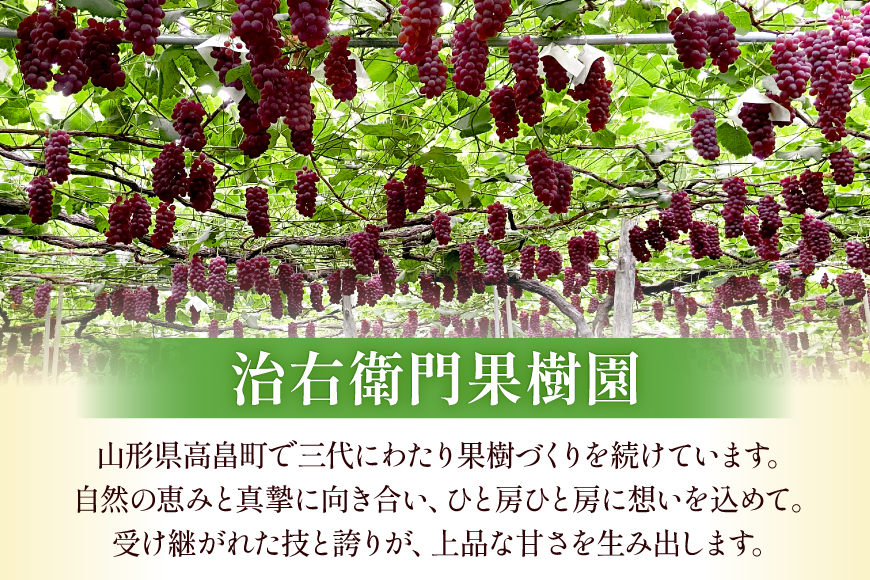 【期間限定発送】 デラウェア 秀品 5〜8房 約 1kg [治右衛門果樹園 山形県 高畠町 tk06ays830010] ぶどう 種無し ブドウ 葡萄 くだもの 果物 フルーツ 産地直送 農家直送 期間限定 甘い
