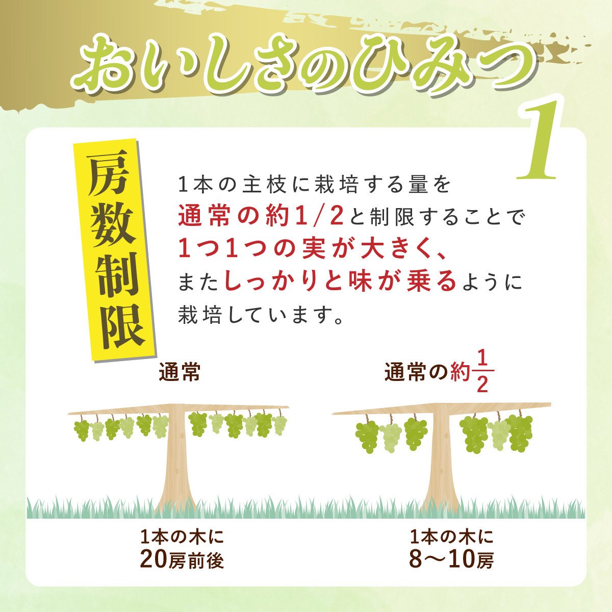 【期間限定発送】 シャインマスカット Aランク 4～6房 3.2kg [田制農園 山形県 高畠町 tk06ayt230003] ぶどう ブドウ 葡萄 マスカット フルーツ 果物 くだもの 産地直送 農家直送