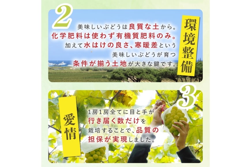 【期間限定発送】 シャインマスカット Aランク 2～3房1.6kg [田制農園 山形県 高畠町 tk06ayt230005] ぶどう ブドウ 葡萄 マスカット フルーツ 果物 くだもの 産地直送 農家直送