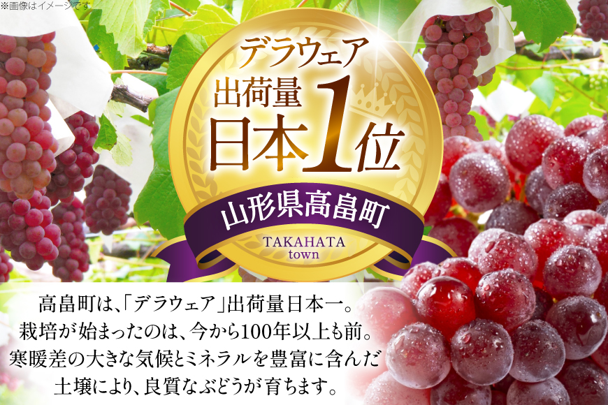 【期間限定発送】 家庭用 訳あり デラウェア 8〜12房 約1kg [いわた果樹園 山形県 高畠町 tk06ayt400006] ぶどう 種無し ブドウ 葡萄 くだもの 果物 フルーツ 産地直送 農家直送 期間限定
