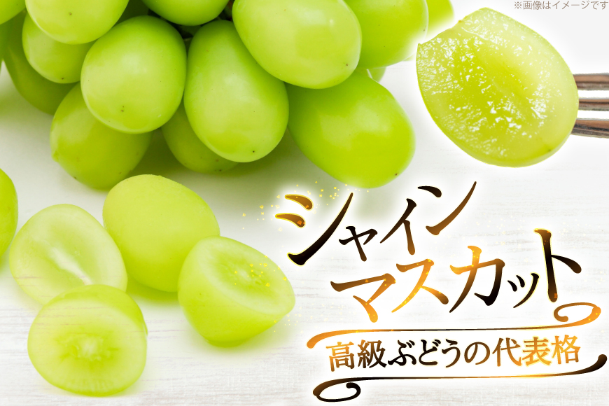 【期間限定発送】 シャインマスカット 2〜3房 約1.5kg [治右衛門果樹園 山形県 高畠町 tk06ays830000] 箱詰め フルーツ 果物 くだもの ぶどう ブドウ 葡萄 1.5キロ 甘い