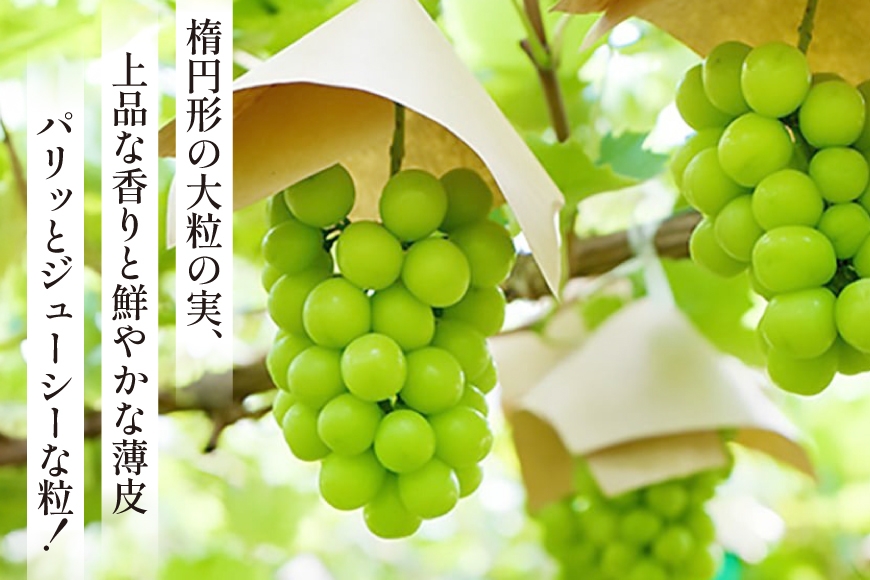 【期間限定発送】 シャインマスカット 1房 約700g [大野農園 山形県 高畠町 tk06ayt050003] ぶどう ブドウ 葡萄 マスカット 大粒 種なし 果物 フルーツ くだもの