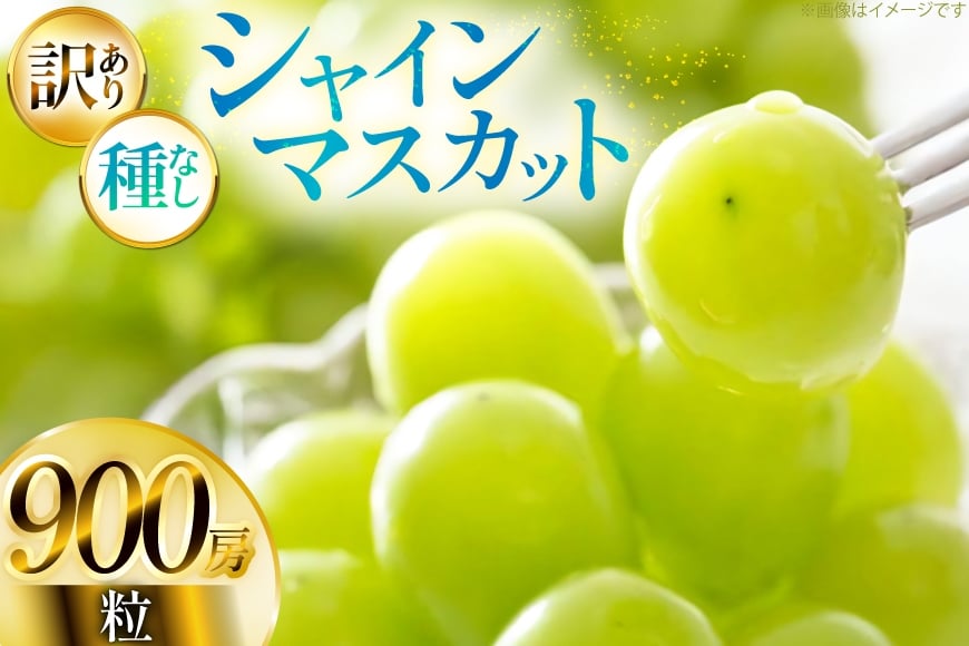 【期間限定発送】 シャインマスカット 訳あり 粒 900g [Yamagenフルーツガーデンレコルト 山形県 高畠町 tk06ayt380001] ご家庭用 ぶどう ブドウ 葡萄 フルーツ 果物 くだもの 甘い