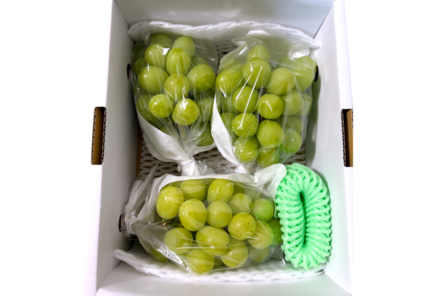 【期間限定発送】 家庭用 訳あり シャインマスカット 2〜3房 約1.2kg [いわた果樹園 山形県 高畠町 tk06ayt400007] ぶどう ブドウ 葡萄 フルーツ 果物 くだもの 甘い シャイン マスカット