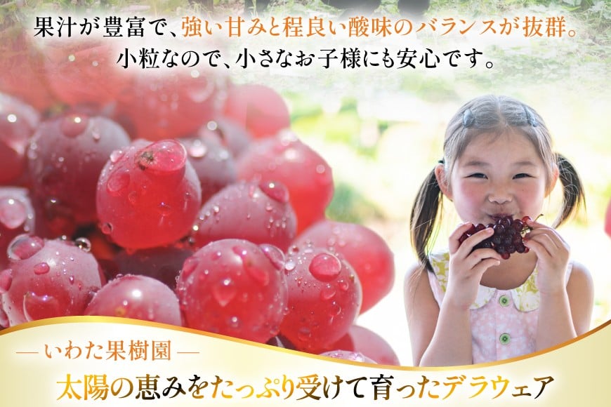 【期間限定発送】 ぶどう デラウェア 5〜8房 約 1kg [いわた果樹園 山形県 高畠町 tk06ayt400003] 種無し ブドウ 葡萄 くだもの 果物 フルーツ 産地直送 農家直送