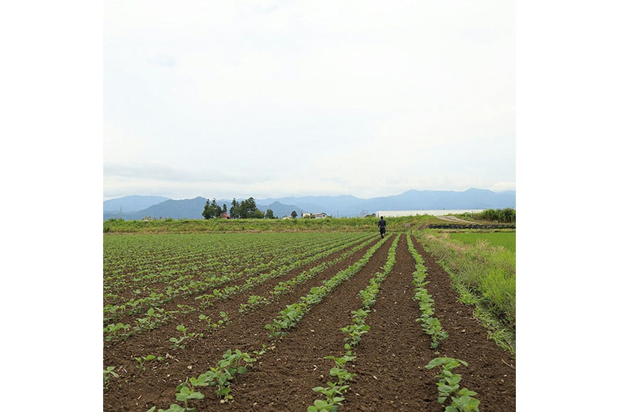 豆菓子 黒豆 塩味 2袋 赤大豆 砂糖がけ 2袋 白大豆 黒糖がけ 1袋 計5袋 [萩原農園 山形県 高畠町 tk06ayt110000] お菓子 和菓子 大豆 砂糖 個包装 豆 おつまみ つまみ 小分け