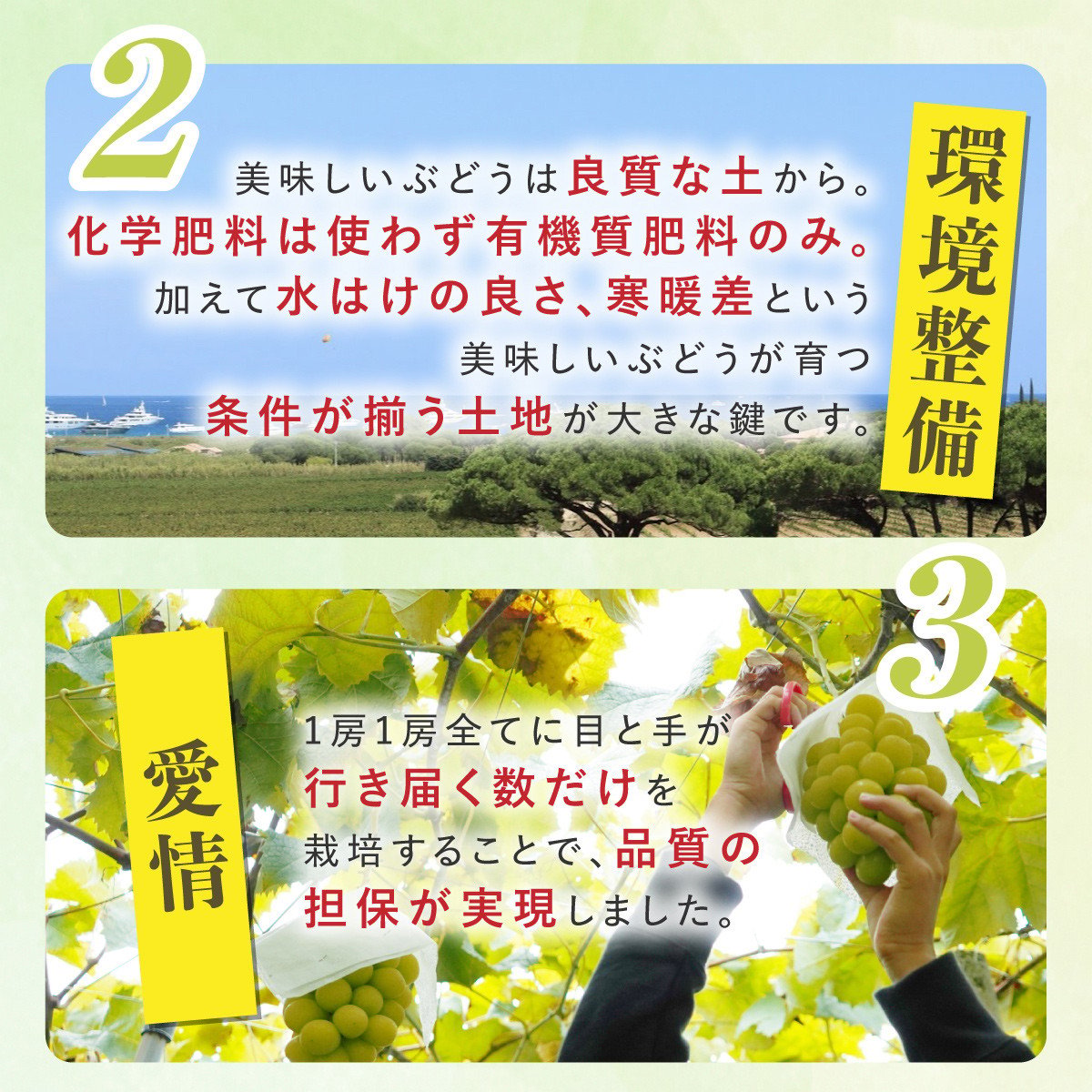 【期間限定発送】 シャインマスカット Aランク 4～6房 3.2kg [田制農園 山形県 高畠町 tk06ayt230003] ぶどう ブドウ 葡萄 マスカット フルーツ 果物 くだもの 産地直送 農家直送
