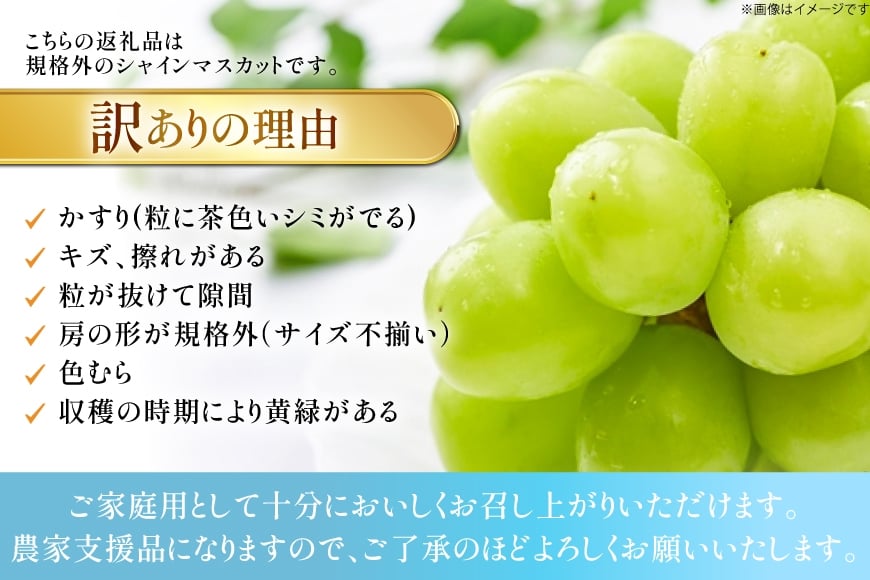 【期間限定発送】 シャインマスカット 訳あり 2房 1.1kg [もん前の里 山形県 高畠町 tk06ays960000] フルーツ 果物 くだもの ぶどう ブドウ 葡萄 1.1キロ 甘い