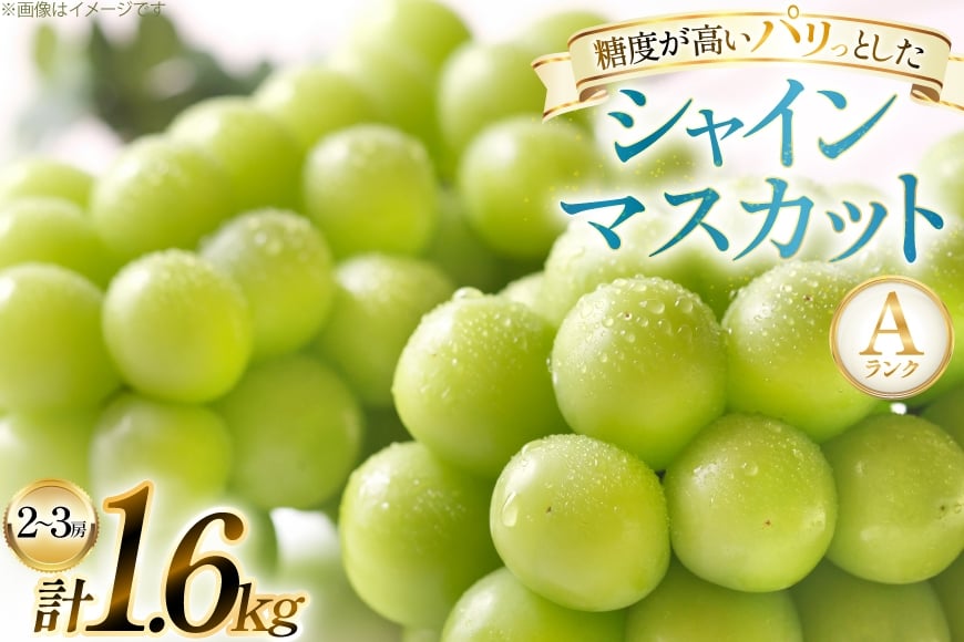 【期間限定発送】 シャインマスカット Aランク 2〜3房1.6kg [田制農園 山形県 高畠町 tk06ayt230005] ぶどう ブドウ 葡萄 マスカット フルーツ 果物 くだもの 産地直送 農家直送