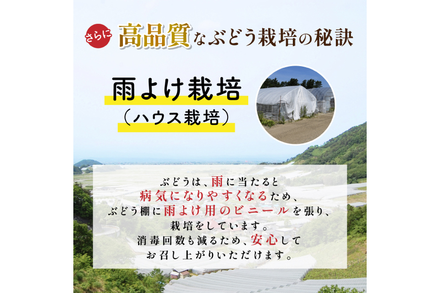 【期間限定発送】 ぶどう デラウェア 秀品 30〜36房 約6kg [治右衛門果樹園 山形県 高畠町 tk06ays830019] 種無し ブドウ 葡萄 くだもの 果物 フルーツ 産地直送 農家直送 期間限定 甘い 種なし