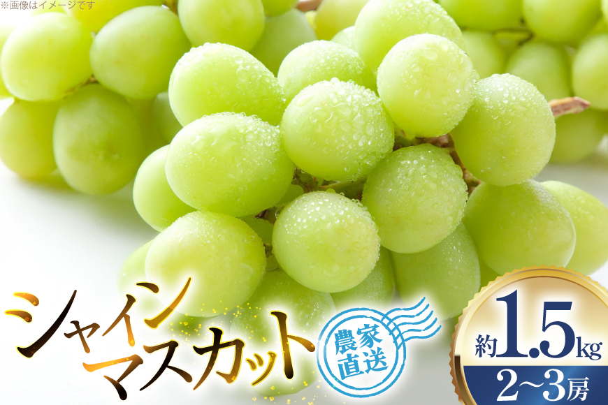 【期間限定発送】 シャインマスカット 2〜3房 約1.5kg [治右衛門果樹園 山形県 高畠町 tk06ays830000] 箱詰め フルーツ 果物 くだもの ぶどう ブドウ 葡萄 1.5キロ 甘い