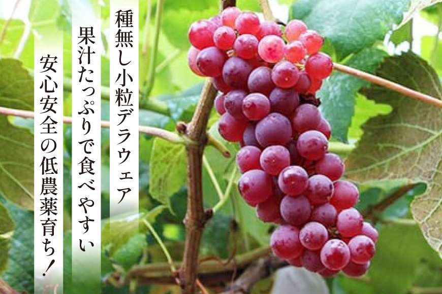 【期間限定発送】 デラウェア 1kg [大野農園 山形県 高畠町 tk06ayt050001] 種無し ぶどう ブドウ 葡萄 果物 フルーツ くだもの