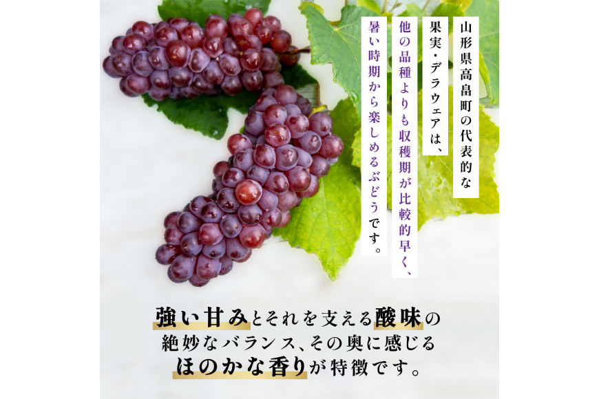 【期間限定発送】 デラウェア 秀品 5〜8房 約 1kg [治右衛門果樹園 山形県 高畠町 tk06ays830010] ぶどう 種無し ブドウ 葡萄 くだもの 果物 フルーツ 産地直送 農家直送 期間限定 甘い