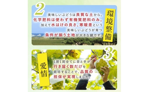 【期間限定発送】 シャインマスカット Aランク 6〜9房 4.8kg [田制農園 山形県 高畠町 tk06ayt230004] ぶどう ブドウ 葡萄 マスカット フルーツ 果物 くだもの 産地直送 農家直送