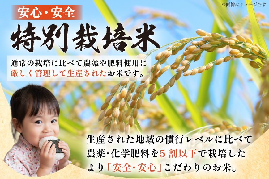 米 令和8年度産 特別栽培米 雪若丸 5kg [渡部ファーム 山形県 高畠町 tk06ays810028] お米 白米 精米 ごはん ご飯 ブランド米