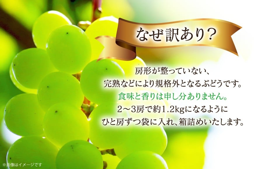 【2026年発送】 シャインマスカット 訳あり 2〜3房 約1.2kg [治右衛門果樹園 山形県 高畠町 tk06ays830003] 箱詰め フルーツ 果物 くだもの ぶどう ブドウ 葡萄 1.2キロ 甘い