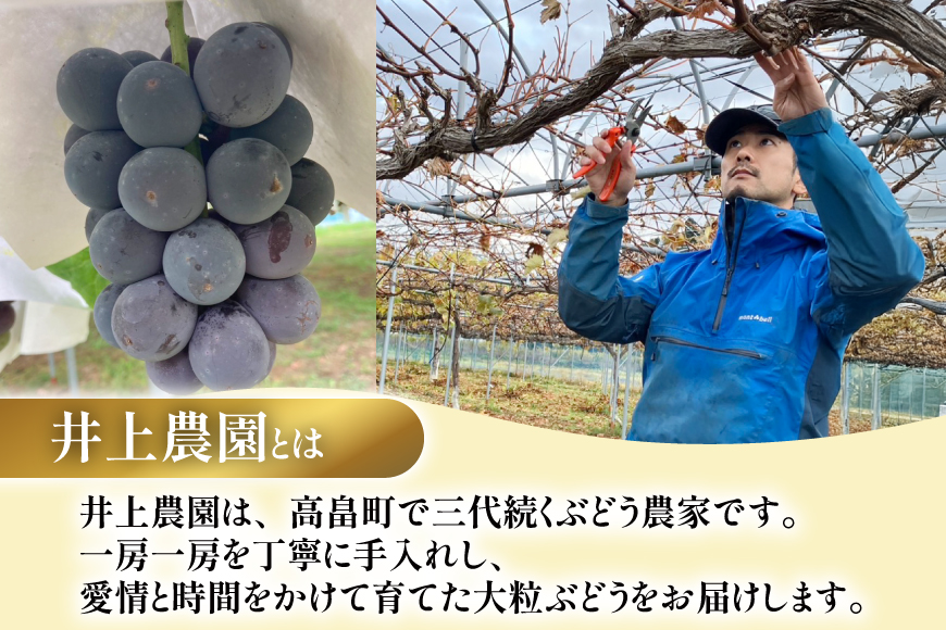 【期間限定発送】 ぶどう 詰め合わせ 3〜4房 約1.8kg [井上農園 山形県 高畠町 tk06box920001] ぶどう ブドウ 葡萄 大粒 ブラックビート ピオーネ オリエンタルスター ゴルビー クイーンニーナ シャインマスカット くだもの 果物 フルーツ セット デザート 詰合せ