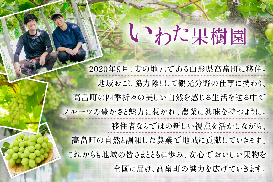 【期間限定発送】 家庭用 訳あり シャインマスカット 2〜3房 約1.2kg [いわた果樹園 山形県 高畠町 tk06ayt400007] ぶどう ブドウ 葡萄 フルーツ 果物 くだもの 甘い シャイン マスカット