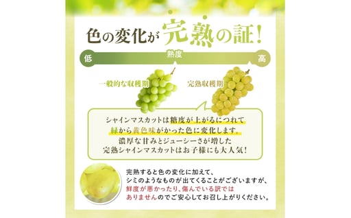【期間限定発送】 シャインマスカット Aランク 6〜9房 4.8kg [田制農園 山形県 高畠町 tk06ayt230004] ぶどう ブドウ 葡萄 マスカット フルーツ 果物 くだもの 産地直送 農家直送