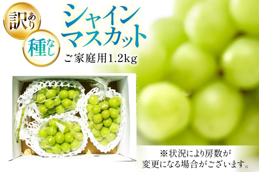 【期間限定発送】 シャインマスカット 訳あり 2〜3房 1.2kg [Yamagenフルーツガーデンレコルト 山形県 高畠町 tk06ayt380003] ご家庭用 ぶどう ブドウ 葡萄 フルーツ 果物 くだもの 1.2キロ 甘い